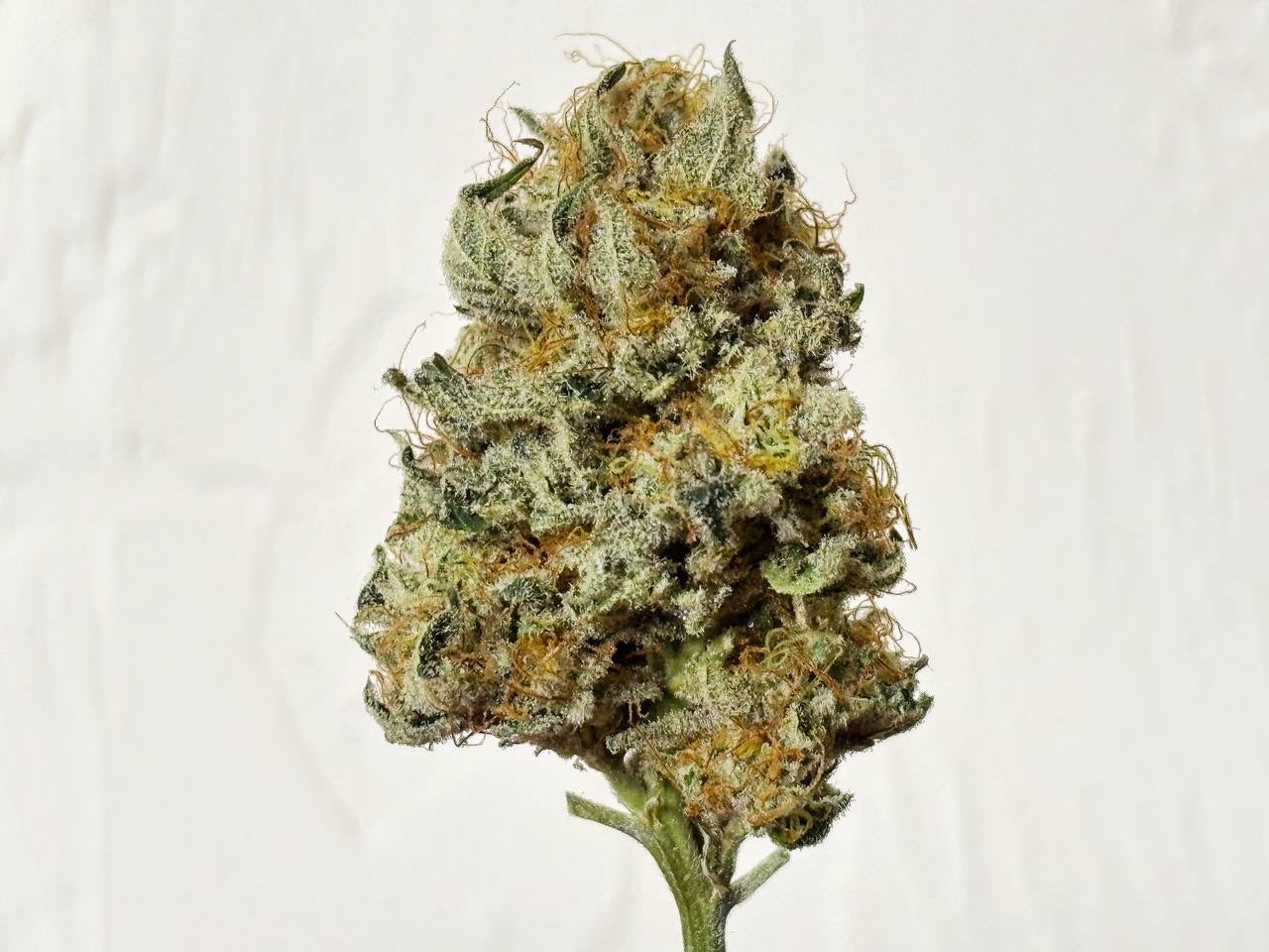 Gucci OG 28g THCA Flower (Indoor)